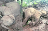 Sullia: One-year-old elephant calf found dead in Thodikana